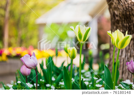 Flower / tulip / gardening image 76180148