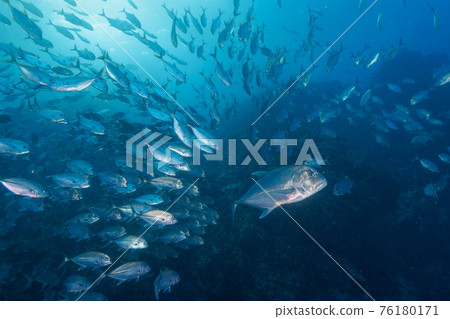Bigeye Trevally and Giant Trevally (Richeryu Rock, Surin Marine National Park, Kingdom of Thailand) Bigeye Trevally and Giant Trevally (Richeryu Rock, Surin Marine National Park, Kingdom of Thailand) 76180171
