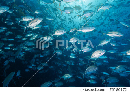 Bigeye trevally herd (Richeryu Rock, Surin Marine National Park, Kingdom of Thailand) Bigeye trevally herd (Richeryu Rock, Surin Marine National Park, Kingdom of Thailand) 76180172