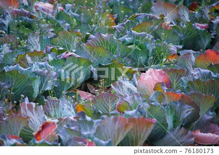 Cabbage field up Cabbage field up 76180173