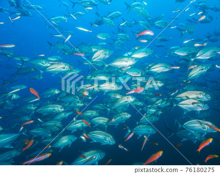 A herd of bigeye trevally and banana fuzzyers (Richelle Rock, Surin Marine National Park, Thailand) A herd of bigeye trevally and banana fuzzyers (Richelle Rock, Surin Marine National Park, Thailand) 76180275