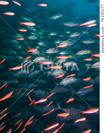 A herd of bigeye trevally and banana fuzzyers (Richelle Rock, Surin Marine National Park, Thailand) A herd of bigeye trevally and banana fuzzyers (Richelle Rock, Surin Marine National Park, Thailand) 76180277