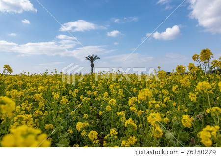Rapeseed field Rapeseed field 76180279