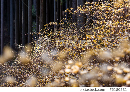 Mitsumata group cloth 76180281