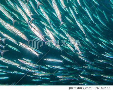 Sphyraena putnam 群(邦島,斯米蘭海洋國家公園,泰王國) Sphyraena putnam 群(邦島,斯米蘭海洋國家公園,泰王國) 76180342