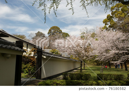 Kumamoto Castle: Sakura Baba "Josaien" decorated with cherry blossoms in full bloom Kumamoto Castle: Sakura Baba "Josaien" decorated with cherry blossoms in full bloom 76180382