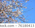 Cherry blossoms that shine in the refreshing blue sky of spring 76180413