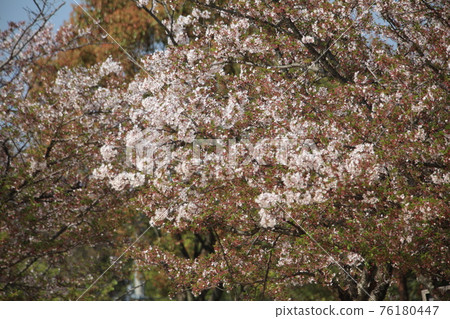 大牟田市天城山公園櫻花， 76180447
