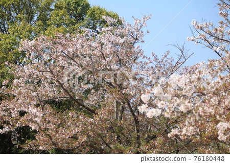 大牟田市天城山公園櫻花， 76180448