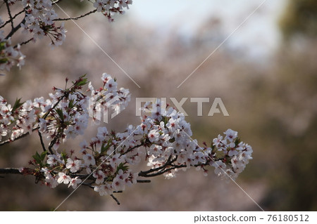 Omuta City Amagiyama Park Sakura, Omuta City Amagiyama Park Sakura, 76180512