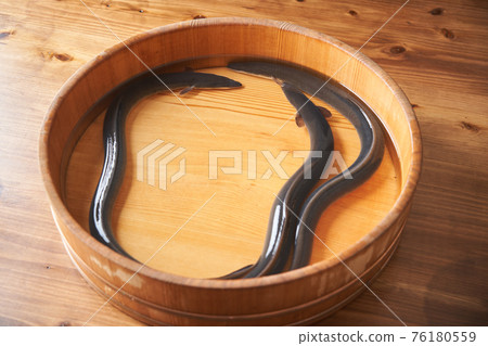 活動鰻魚 活動鰻魚 76180559