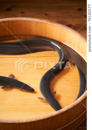 活動鰻魚 76180577