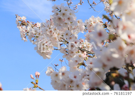 櫻花向天空綻放 76181197