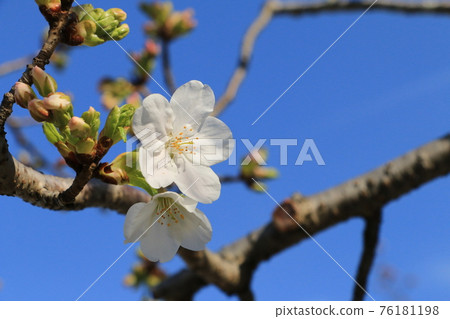初開的櫻花在藍天的映襯下熠熠生輝 76181198