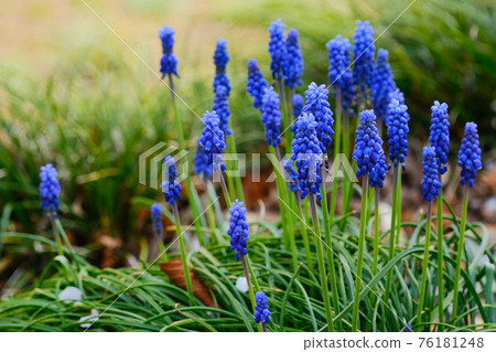 4月初，群馬縣田野盛開的藍紫色穆斯卡里花 76181248