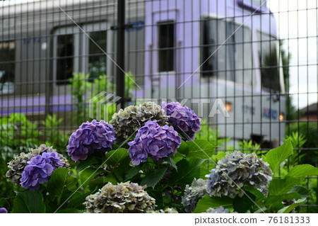 Dew, hydrangea and Inokashira line Dew, hydrangea and Inokashira line 76181333