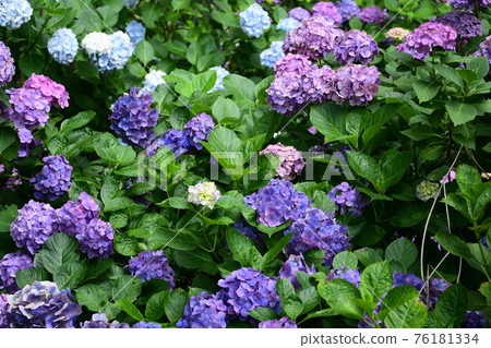 Hydrangea is in full bloom Hydrangea is in full bloom 76181334