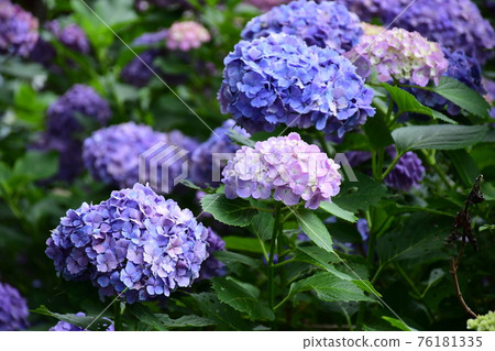 淡桃繡球 76181335