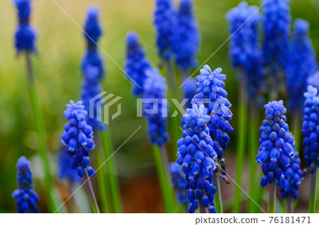 四月初：藍紫色的穆斯卡里花盛開在田野 76181471