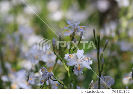 Butterflies flowers Butterflies flowers 76181502