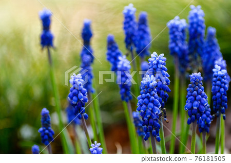 Early April, blue-purple Muscari flowers blooming in the field of Gunma Prefecture Early April, blue-purple Muscari flowers blooming in the field of Gunma Prefecture 76181505
