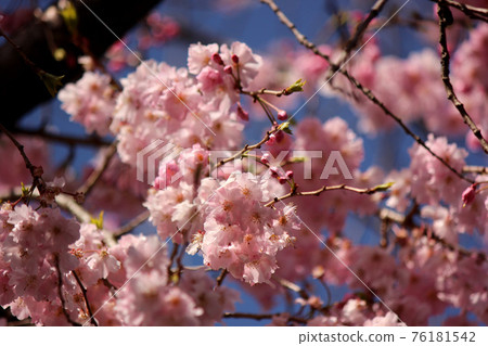 福藏院的粉紅花瓣和藍天垂枝櫻花 (1) 76181542