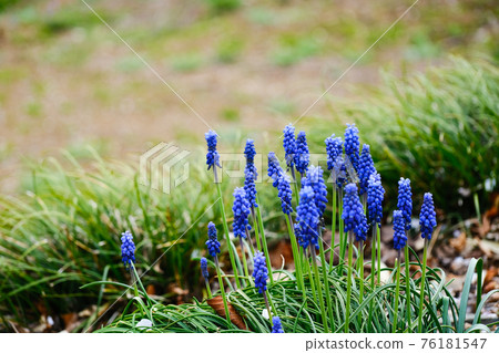 四月初：藍紫色的穆斯卡里花盛開在田野 76181547