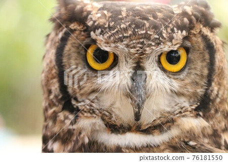 一隻貓頭鷹直視 76181550