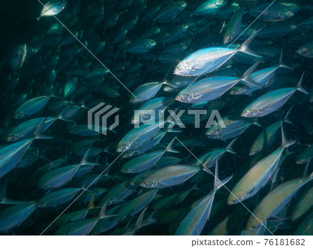 鯡魚群（Richelieu Rock，蘇林海洋國家公園，泰國） 76181682