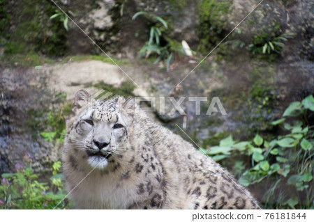 Snow leopard Snow leopard 76181844