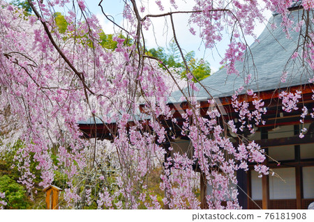 Weeping cherry blossoms at Tenryu-ji Temple in Kyoto Weeping cherry blossoms at Tenryu-ji Temple in Kyoto 76181908