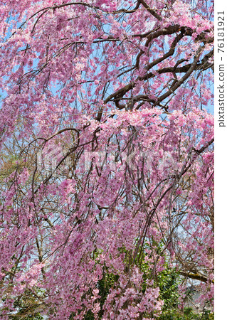Weeping cherry blossoms at Tenryu-ji Temple in Kyoto Weeping cherry blossoms at Tenryu-ji Temple in Kyoto 76181921
