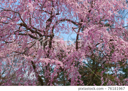 Weeping cherry blossoms at Tenryu-ji Temple in Kyoto Weeping cherry blossoms at Tenryu-ji Temple in Kyoto 76181967