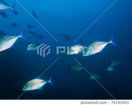 Flock of bluefin trevally (Similan Islands, Kingdom of Thailand) Flock of bluefin trevally (Similan Islands, Kingdom of Thailand) 76182003