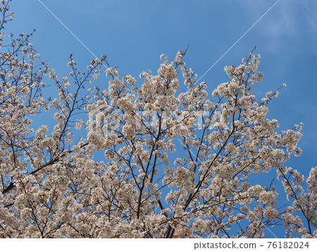 Spring image (Sakura flower) 76182024