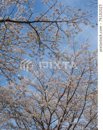 Spring image (Sakura flower) Spring image (Sakura flower) 76182025
