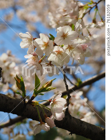 Spring image (Sakura flower) 76182059
