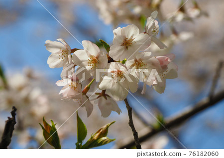 春天的形象（櫻花） 76182060