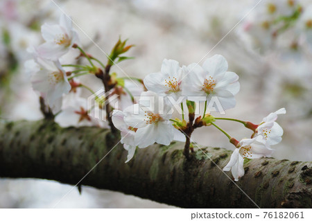 春天的形象(櫻花) 春天的形象(櫻花) 76182061