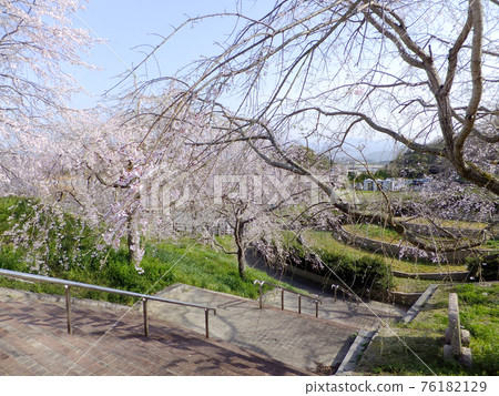 A famous place for cherry blossoms Taishojin Park in Iizuka City, Fukuoka Prefecture A famous place for cherry blossoms Taishojin Park in Iizuka City, Fukuoka Prefecture 76182129
