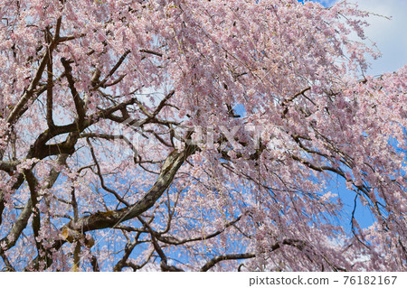 Weeping cherry blossoms at Tenryu-ji Temple in Kyoto Weeping cherry blossoms at Tenryu-ji Temple in Kyoto 76182167