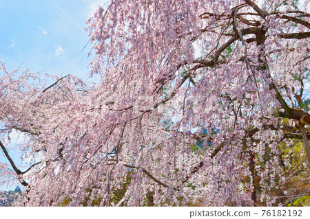 Weeping cherry blossoms at Tenryu-ji Temple in Kyoto 76182192