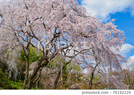 Weeping cherry blossoms at Tenryu-ji Temple in Kyoto Weeping cherry blossoms at Tenryu-ji Temple in Kyoto 76182220