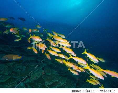 Yellowfin goatfish swarming on coral reefs (Similan Islands, Kingdom of Thailand) 76182412