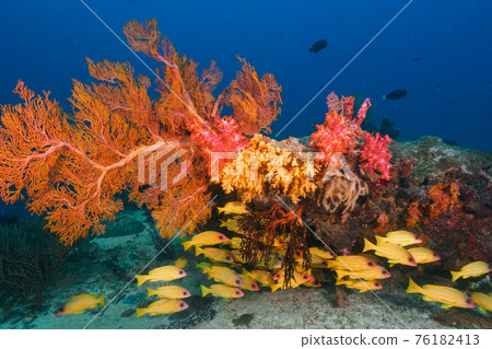 Flock of soft corals and snappers (Similan Islands, Kingdom of Thailand) 76182413