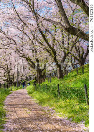 Spring in Japan Satte Satte Satte Gongendo Tsutsumi Cherry Blossom Trees 76182556