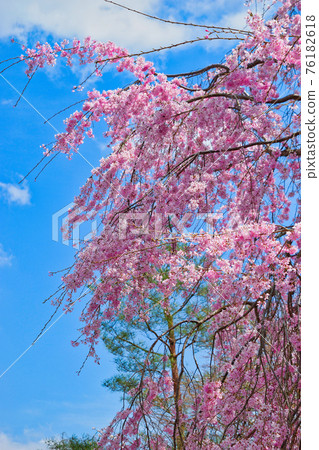 Weeping cherry blossoms at Tenryu-ji Temple in Kyoto Weeping cherry blossoms at Tenryu-ji Temple in Kyoto 76182618
