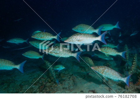 Fox hunting in a flock (Richelieu Rock, Surin Marine National Park, Kingdom of Thailand) Fox hunting in a flock (Richelieu Rock, Surin Marine National Park, Kingdom of Thailand) 76182708