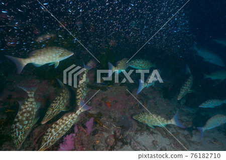 Fox hunting in a flock (Richelieu Rock, Surin Marine National Park, Kingdom of Thailand) Fox hunting in a flock (Richelieu Rock, Surin Marine National Park, Kingdom of Thailand) 76182710