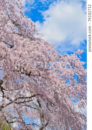Weeping cherry blossoms at Tenryu-ji Temple in Kyoto 76182712